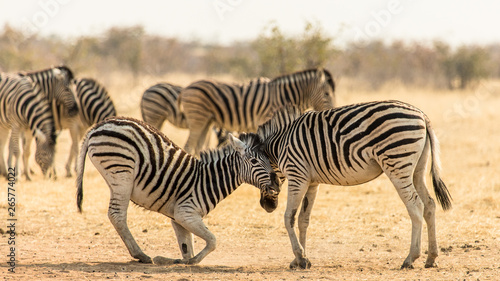 Submission of a young zebra in the African savannah  Etosha Park in Namibia