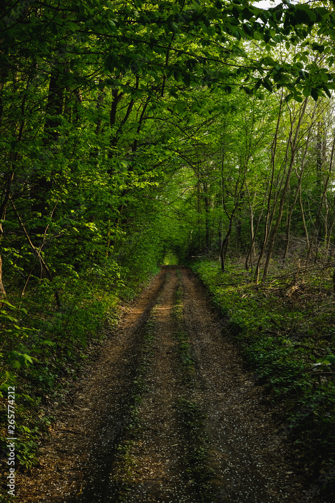 path in forest path in forest
