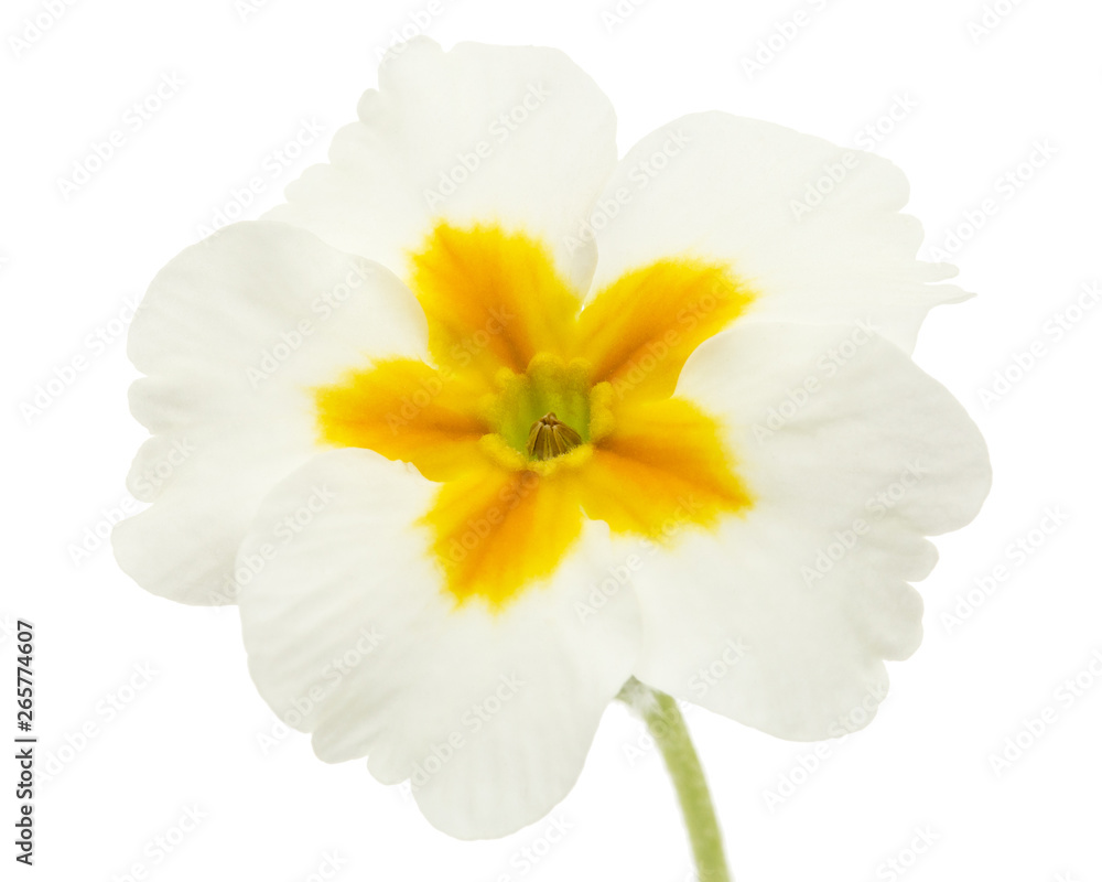 Flower of primrose, isolated on white background Flower of primrose, isolated on white background