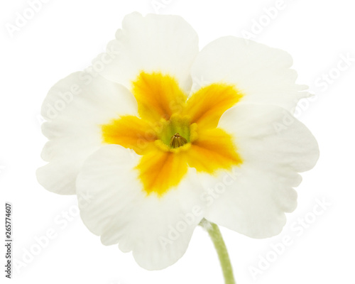 Flower of primrose, isolated on white background