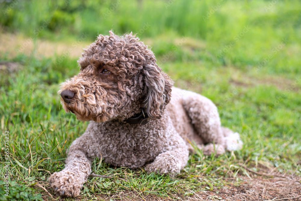  Lagotto romagnolo, cute puppy with a curly, wooly, dense coat in the grass.