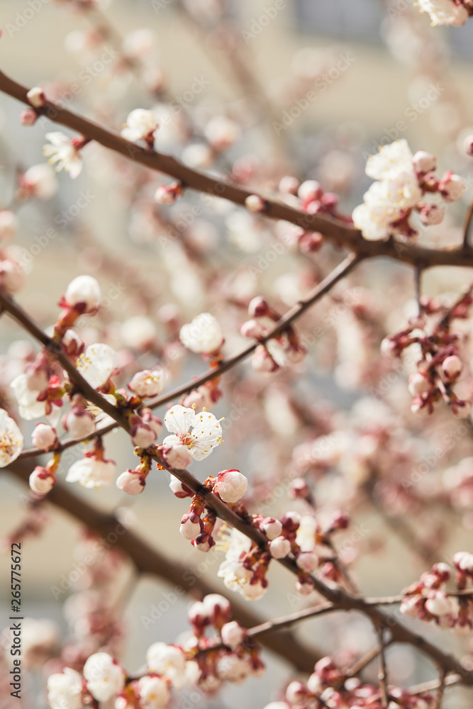 close up of tree branches with blooming white flowers in spring close up of tree branches with blooming white flowers in spring