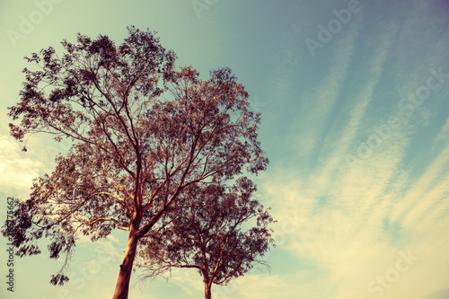 Eucalyptus tree against the blue sky © vvvita