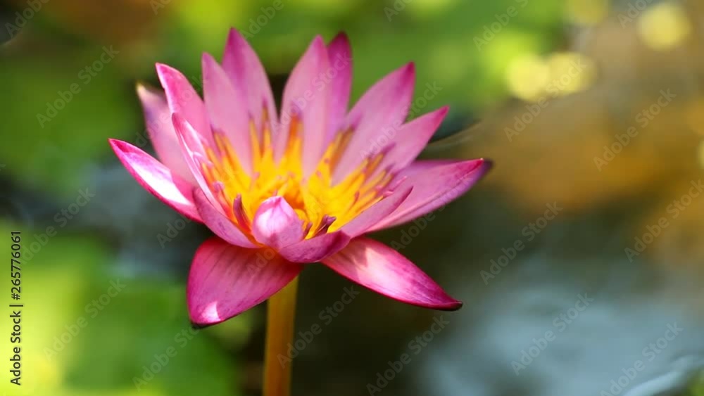 Pink lotus flower in the field, Lunphun province Thailand Pink lotus flower in the field, Lunphun province Thailand