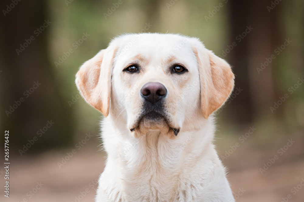 Portrait of a Labrador Retriever