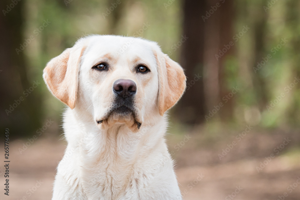Portrait of a yellow Labrador