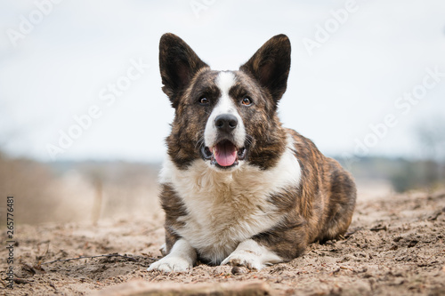 Portrait of a brindle Cardigan Welsh Corgi