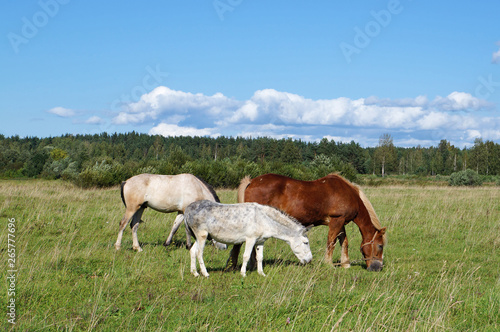 Two horses and one hinny graze on the field with a forest in the background. Sunny summer day in Russia © Natalia Baran