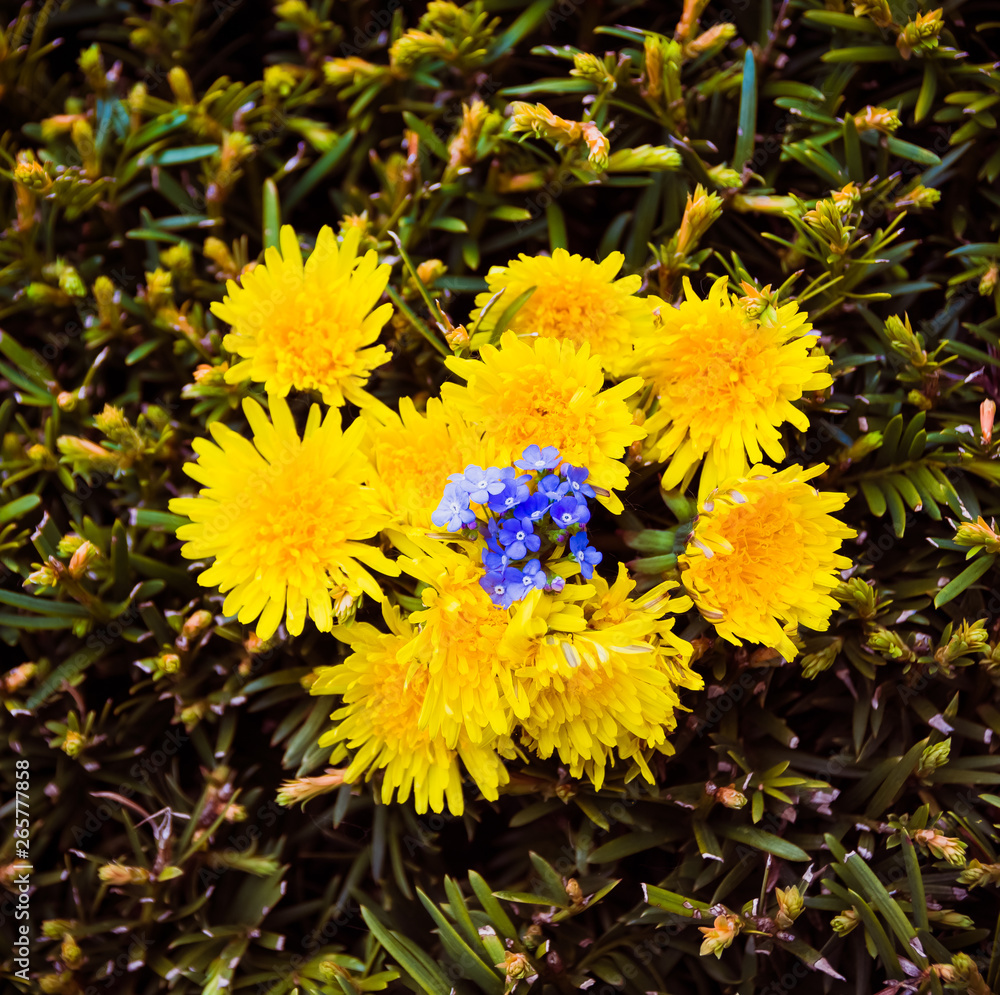 Colorful spring background with dandelions Colorful spring background with dandelions