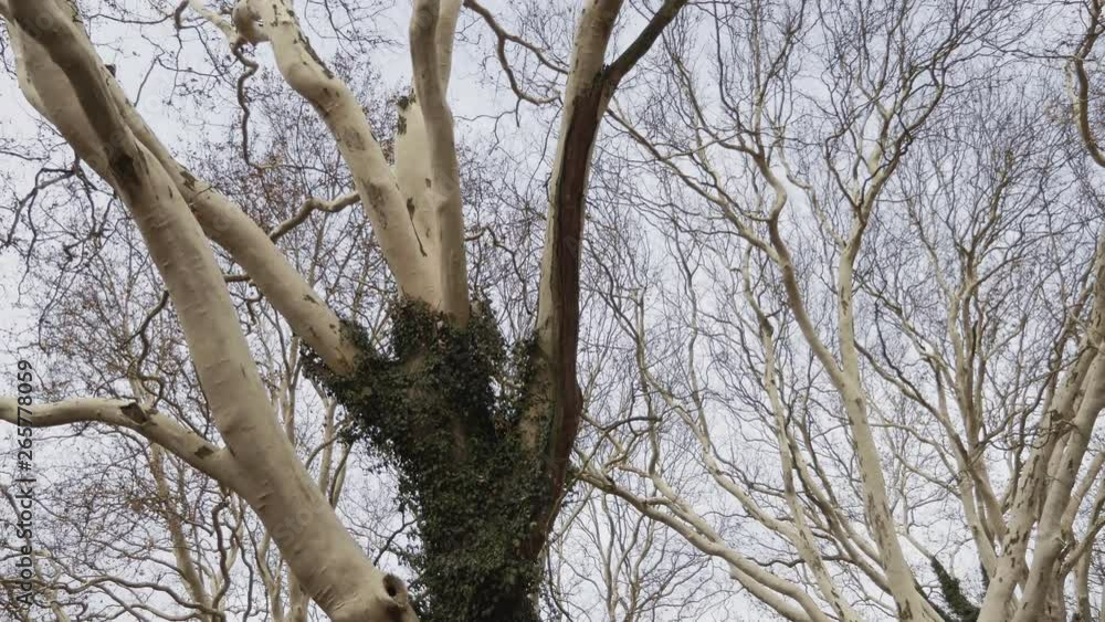 Crowns of huge plane trees, view from below. Tall old trees covered with ivy. Strange white light bark of trunk and branches. Calm daytime springtime shot Crowns of huge plane trees, view from below. Tall old trees covered with ivy. Strange white light bark of trunk and branches. Calm daytime springtime shot
