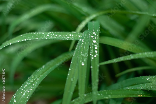Fresh green grass with light morning dew water drops after rain.