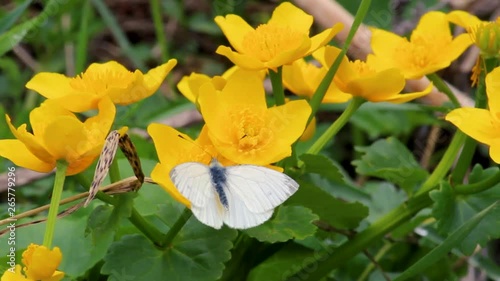 White butterfly sitting on a yellow flower photo