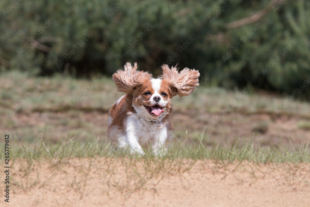 Running Cavalier