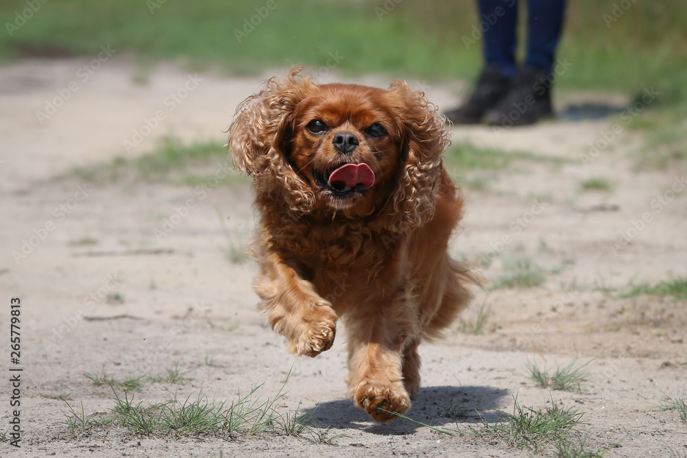 Fototapeta premium Happy dog