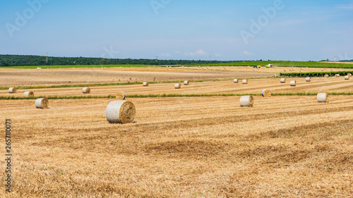 Fields of gold. Wheat fields in Puglia. Threshing