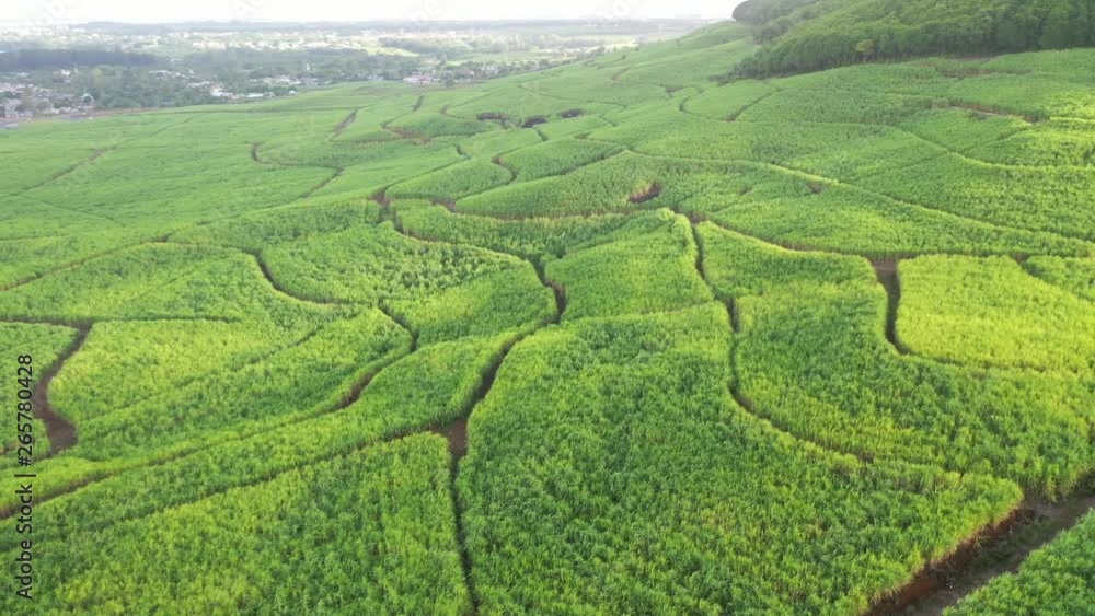 Aerial view over a large sugarcane plantation on a hillside in Mauritius Aerial view over a large sugarcane plantation on a hillside in Mauritius