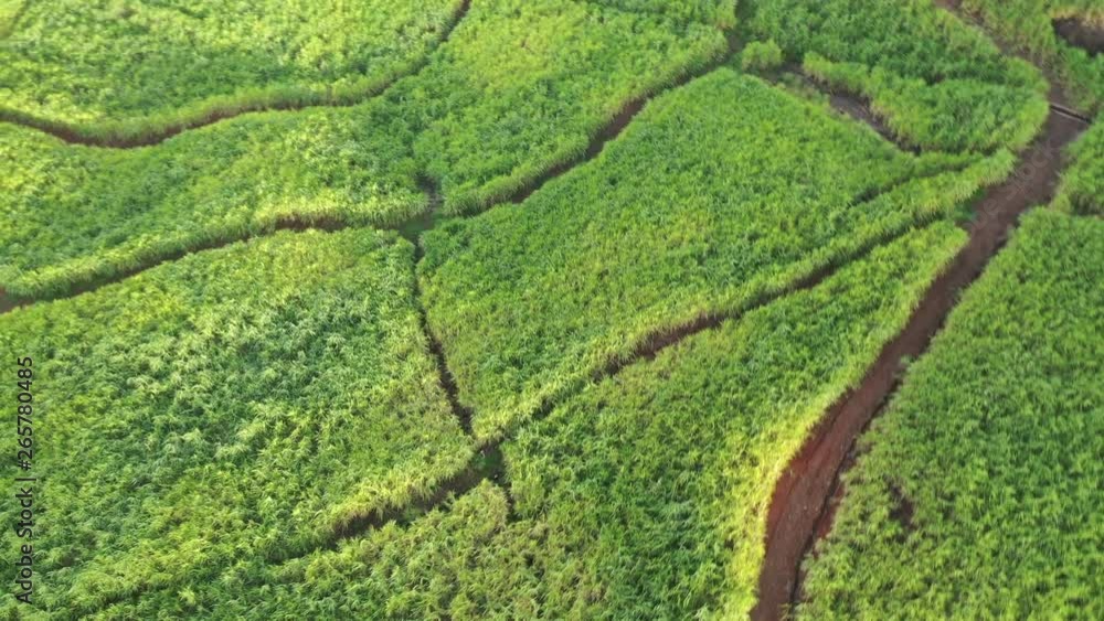 Aerial view over a lush green sugar cane plantation Aerial view over a lush green sugar cane plantation