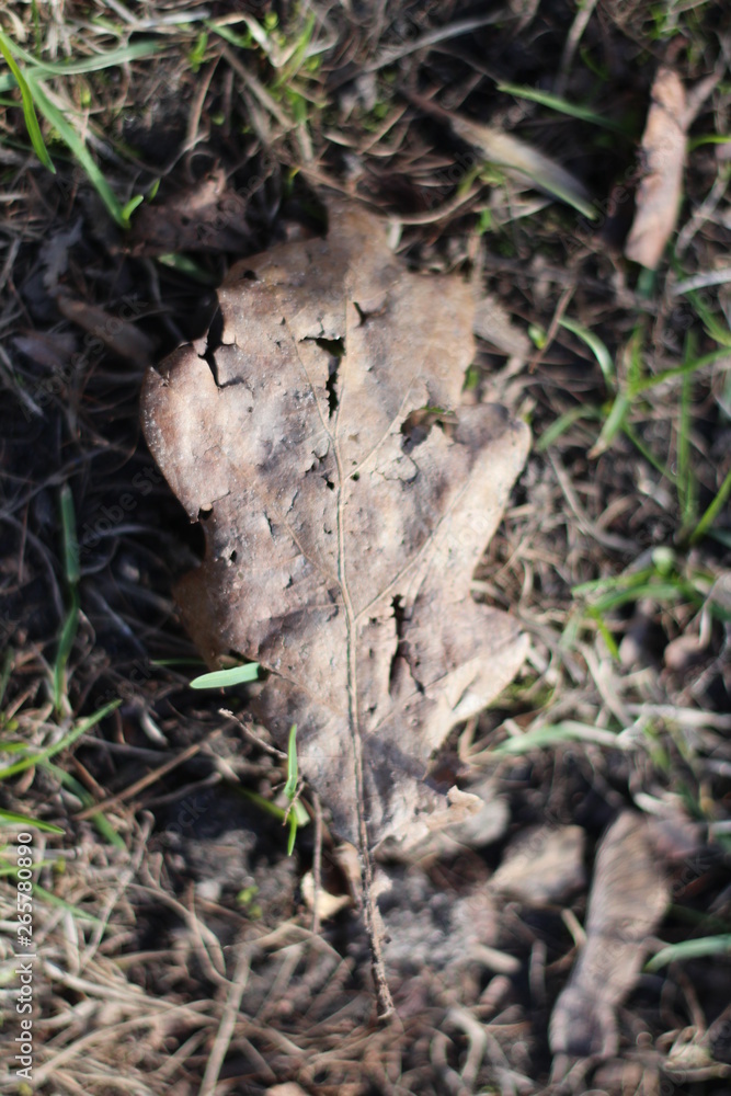 leaf in forest leaf in forest