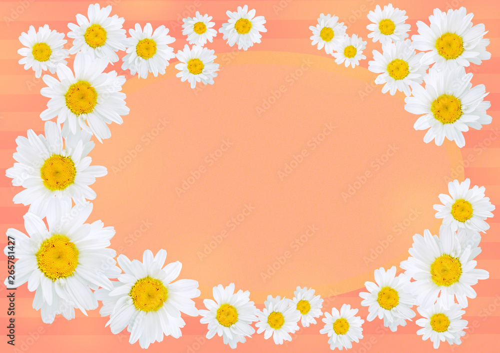 Oxeye daisies with a copy space on an orange and pink background arranged to form a frame or garland, colorful background, card concept