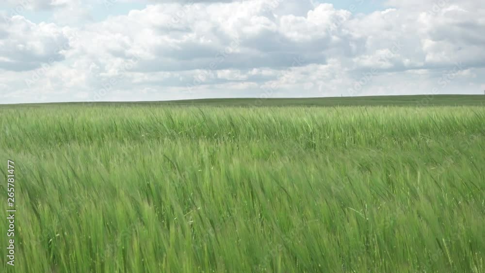 A field of Barley blowing in the wind, in the Cornish countryside Against the background of the blue sky with white clouds in summer sunny day, Dolly shot A field of Barley blowing in the wind, in the Cornish countryside Against the background of the blue sky with white clouds in summer sunny day, Dolly shot