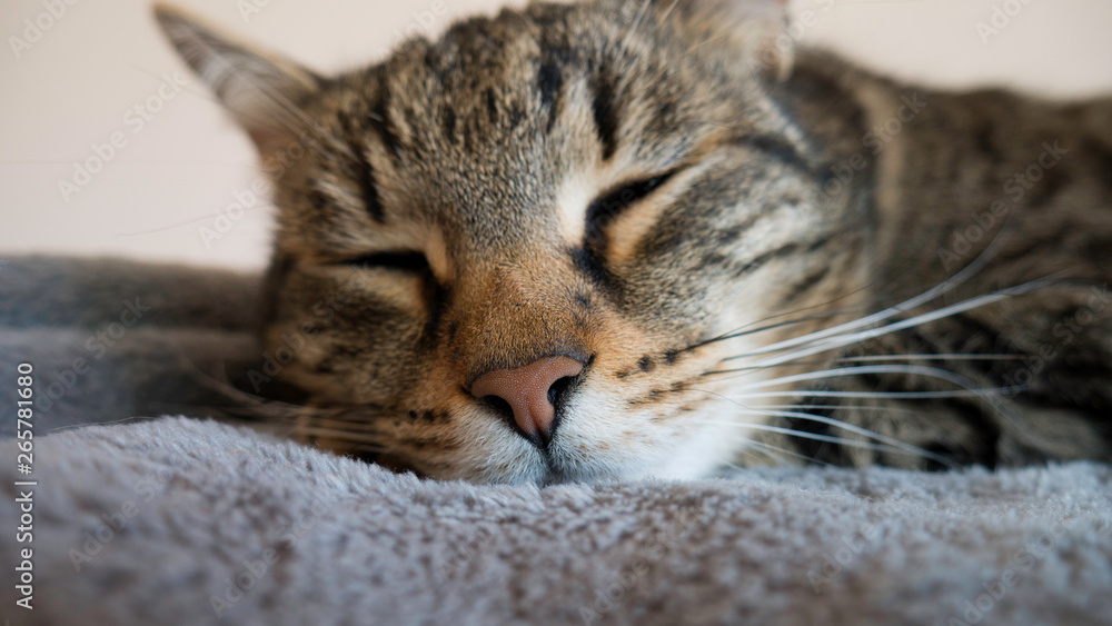 Close-up head of a gray cat sleeping Close-up head of a gray cat sleeping