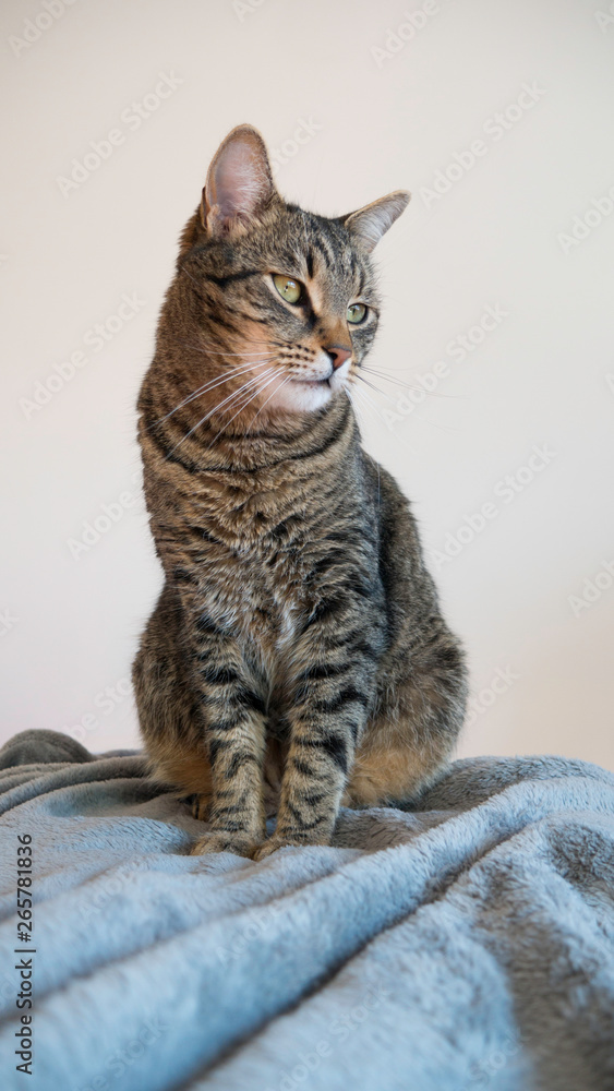 Tabby cat sitting on a gray blanket with a white background