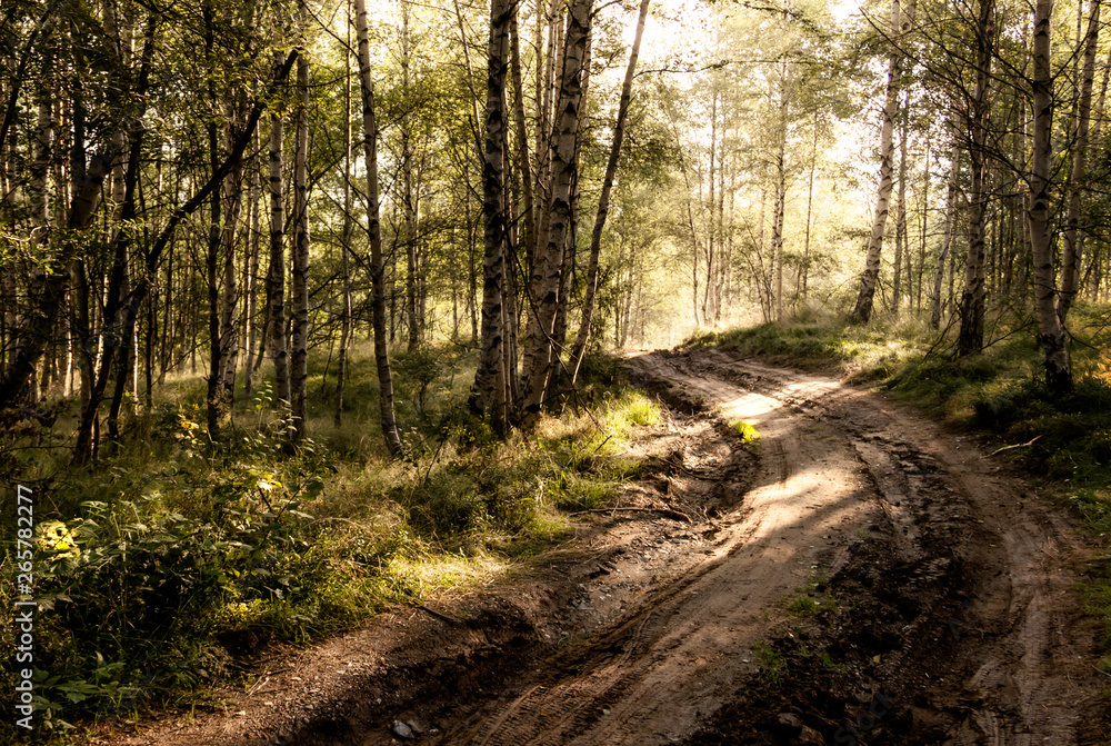 Fototapeta premium Forest of Trees illuminated by sun through fog, ferns covering the ground