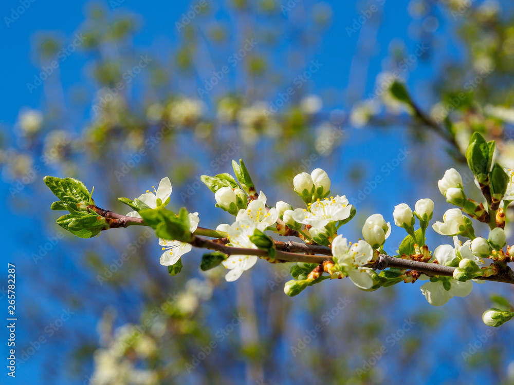 spring plum blossom white flowers spring plum blossom white flowers