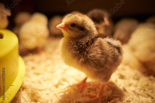 young tiny yellow chicken in incubator