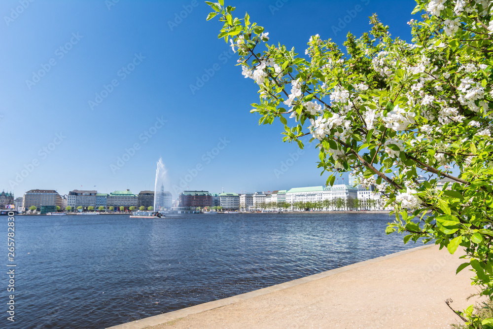 Fototapeta premium Blick auf die Hamburger Binnenalster mit blühendem Busch im Vordergrund