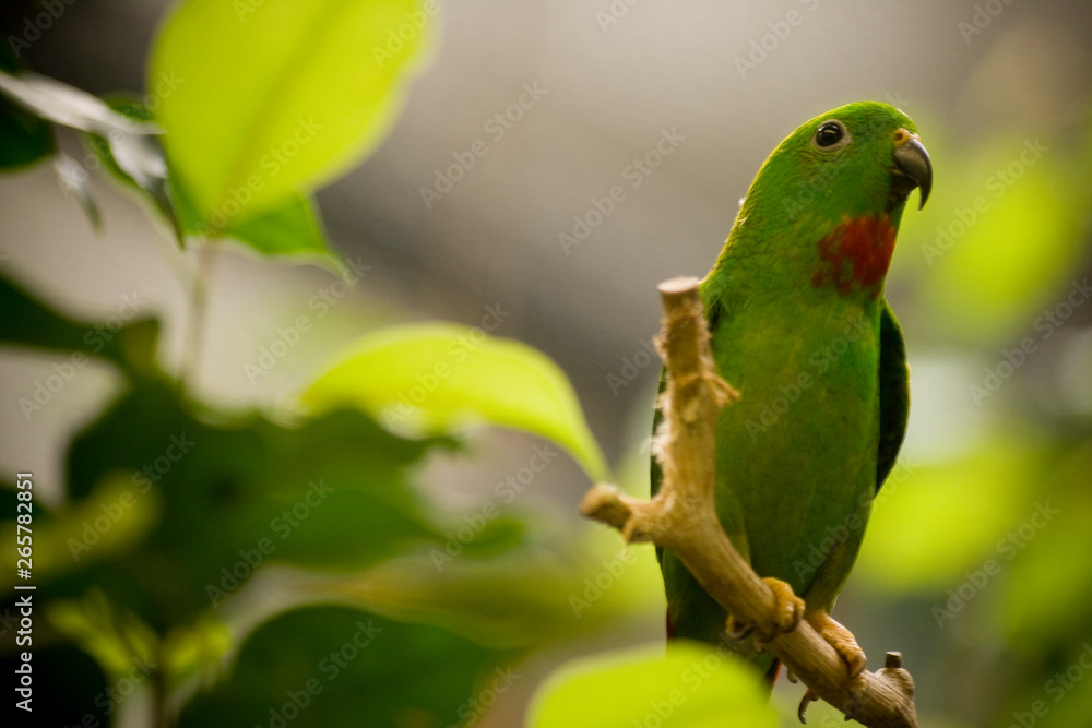 green parrot