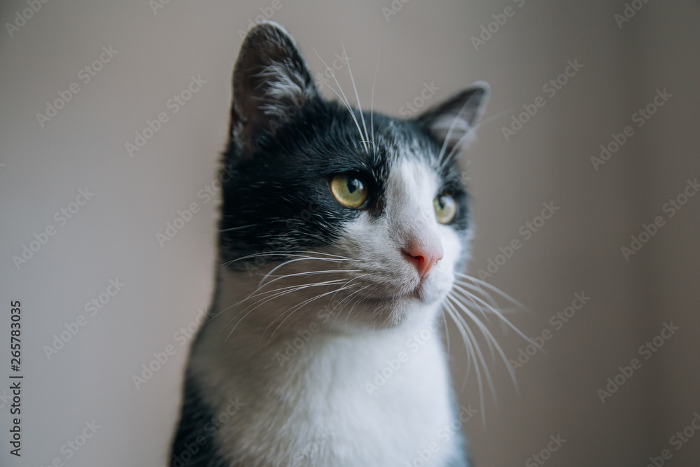 Funny cat Funny cat