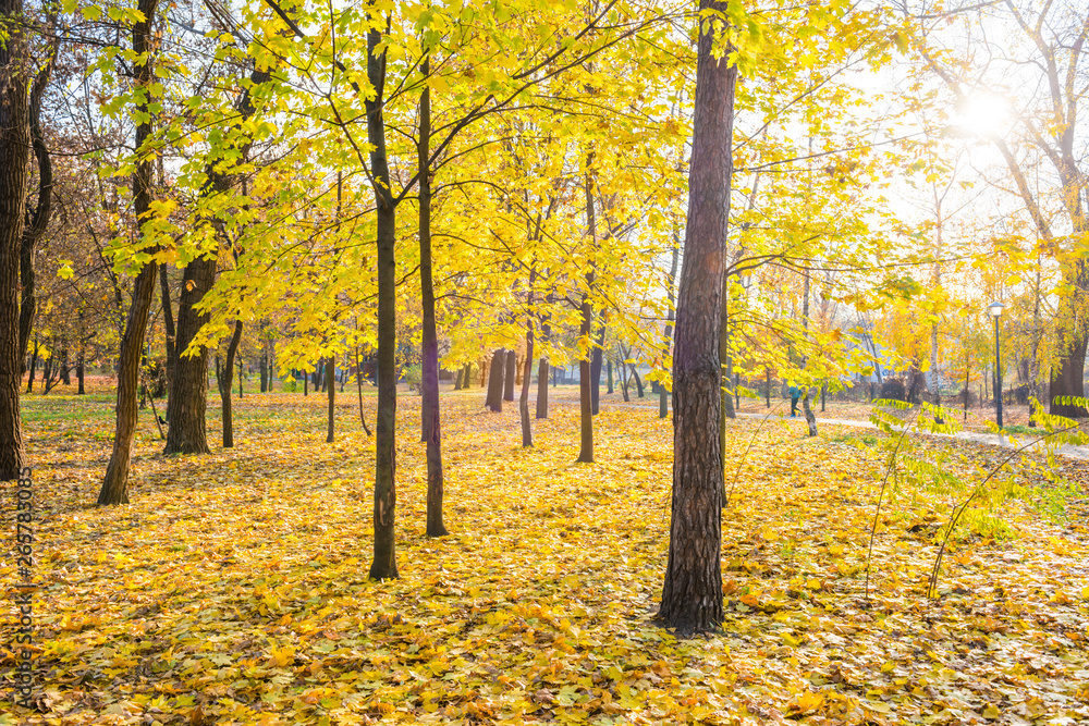 Yellow maple trees in city park