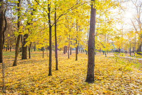 Yellow maple trees in city park