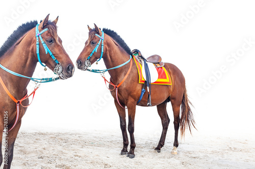 Two red horse on beach sand 