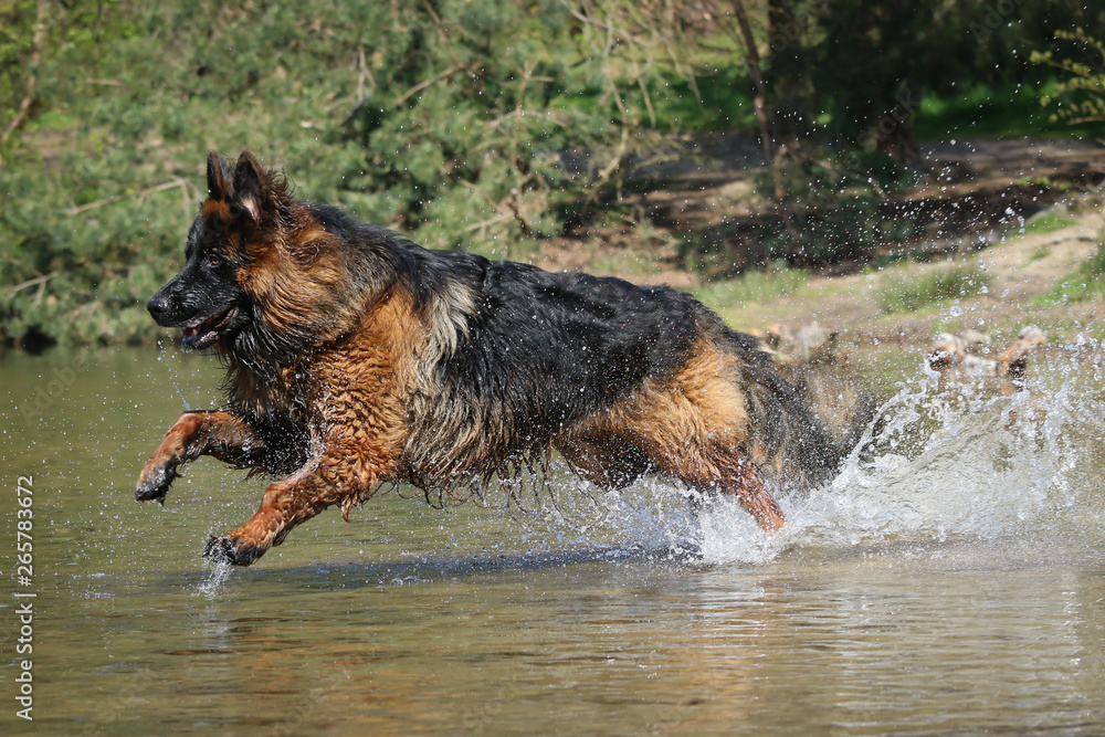 German Shepherd running through water German Shepherd running through water