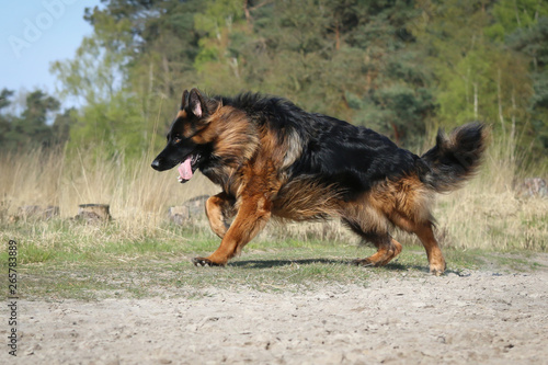 German Shepherd ready to run © Charlotte