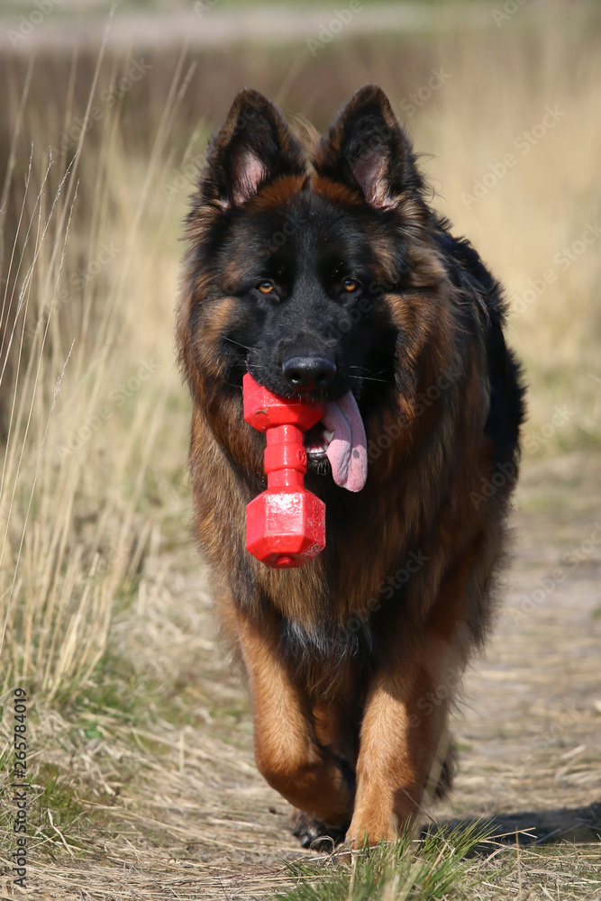 German Shepherd with tongue out German Shepherd with tongue out
