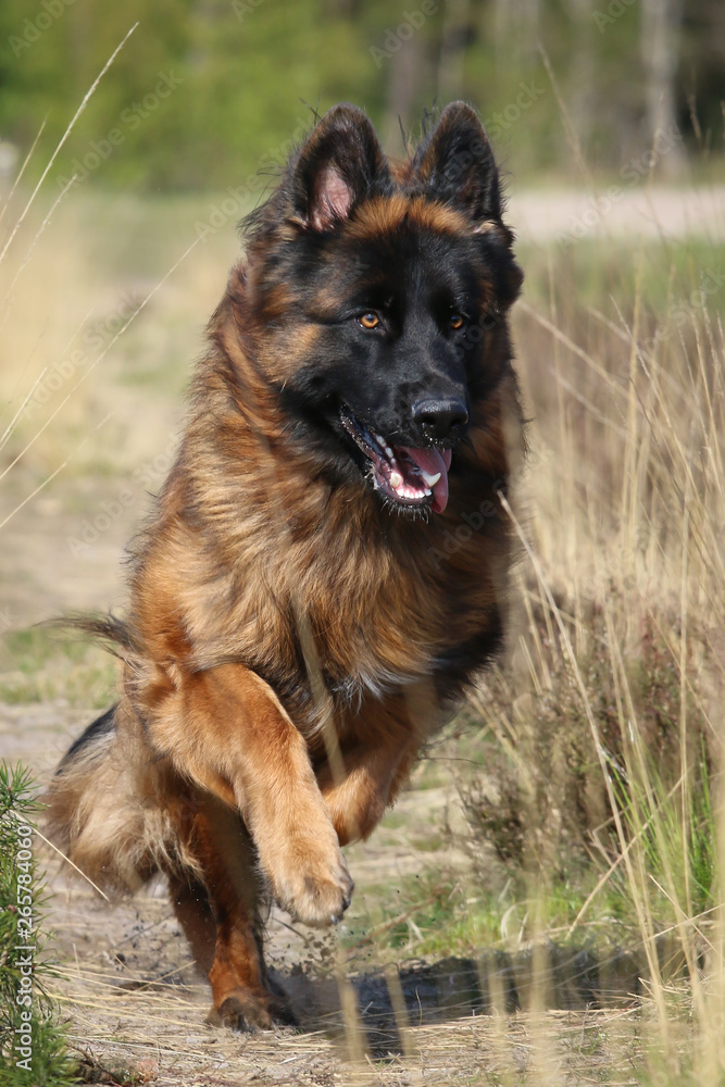 German Shepherd running along German Shepherd running along