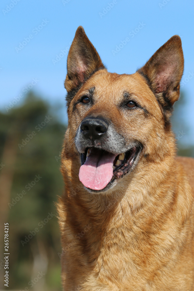 Portrait of a senior Shepherd dog Portrait of a senior Shepherd dog