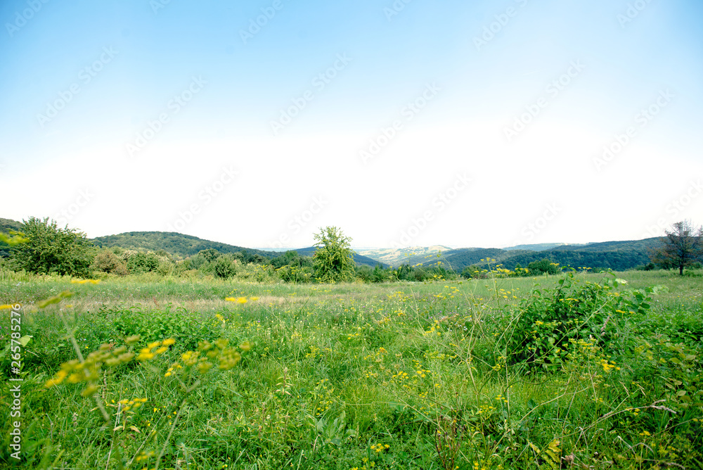 Meadow in spring Meadow in spring