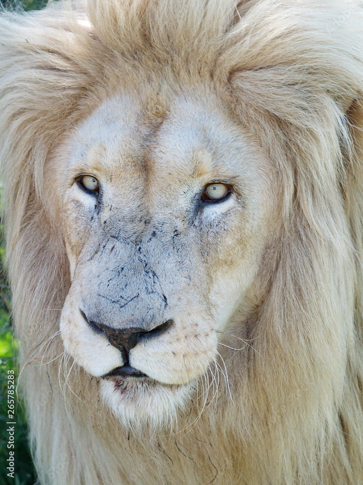 Weisses Löwen Männchen Portrait Stock Photo | Adobe Stock