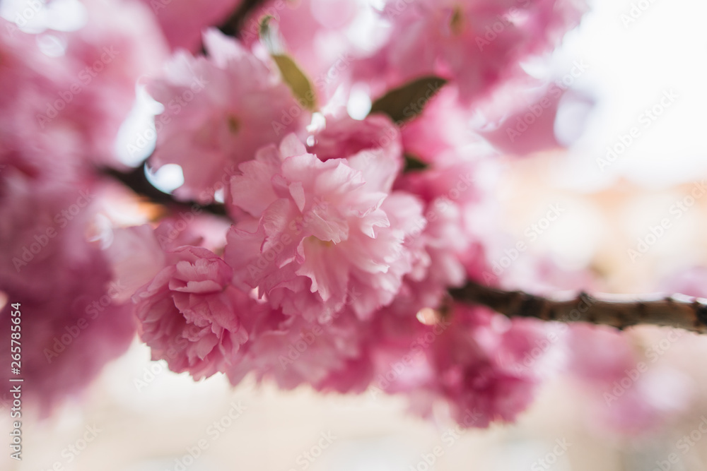 blossoming tree of sakura pink spring blossoming tree of sakura pink spring