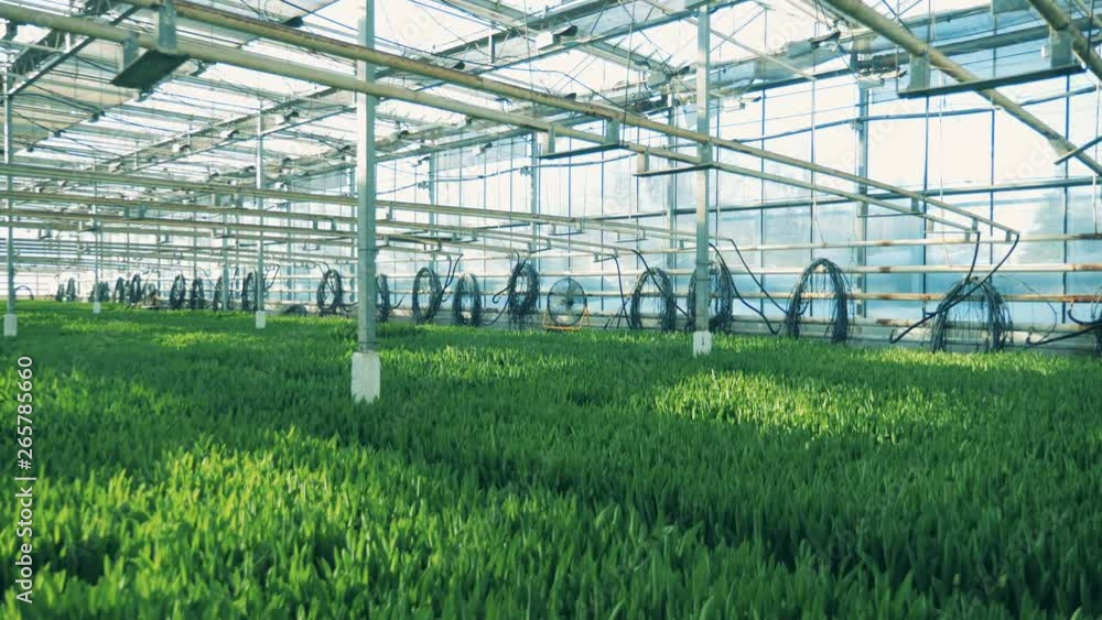 Green plants grow in rows inside a big greenhouse. Stock Video | Adobe ...