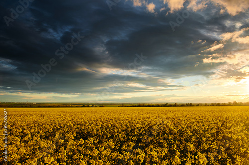 Timelapse of rapeseed flowers at evening. Beautiful sunset with dark blue sky, bright sunlight and clouds.