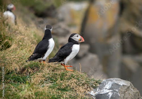 The Atlantic puffin  also known as the common puffin