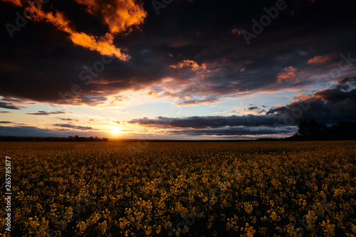 Timelapse of rapeseed flowers at evening. Beautiful sunset with dark blue sky  bright sunlight and clouds.
