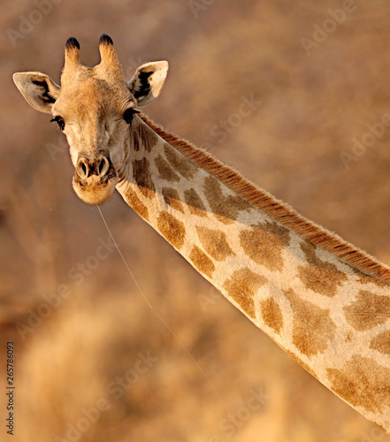 Canvas Print Giraffe portrait