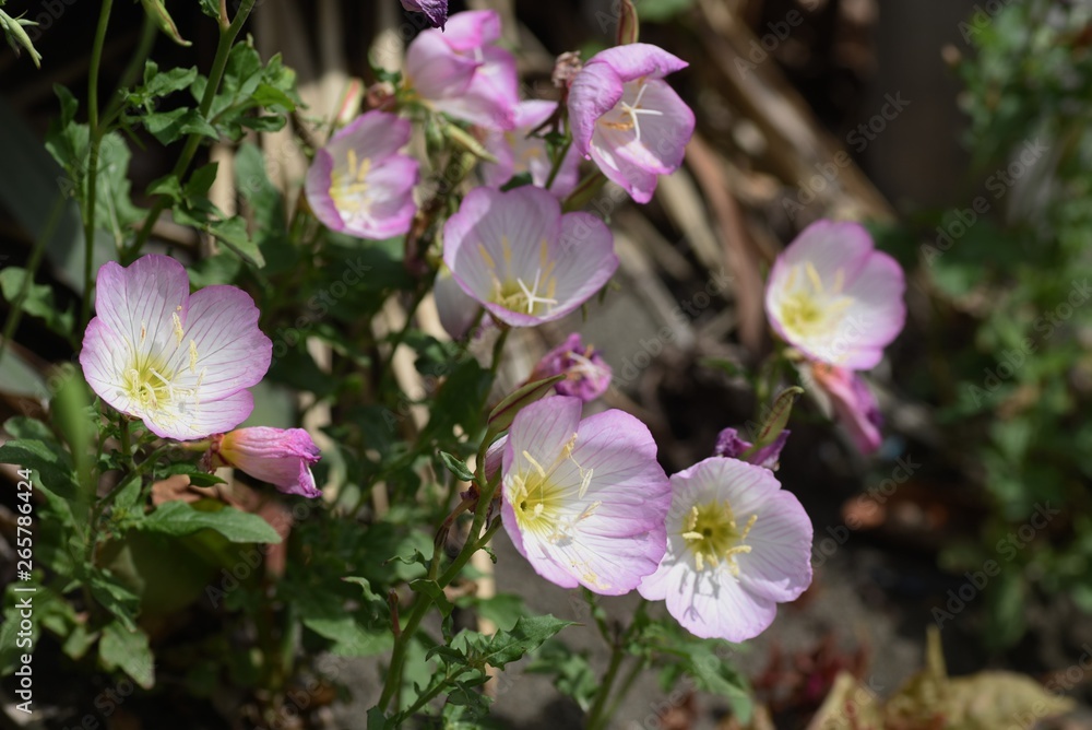 Pinkladies / Oenothera speciosa Pinkladies / Oenothera speciosa