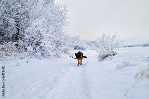Snowy road with german shepherd on it among the trees covered with frost on a winter